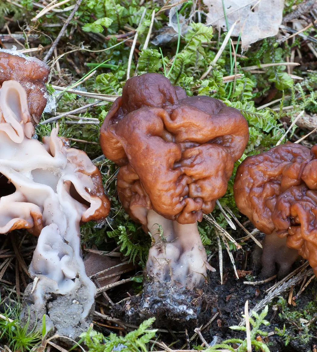 Stenmurkla hör till en helt annan grupp av svampar. Hatten är 4-12 cm, brun, rundad och veckad. Foten kan variera i färg, i ljusa grå, bruna eller svagt violetta nyanser.
