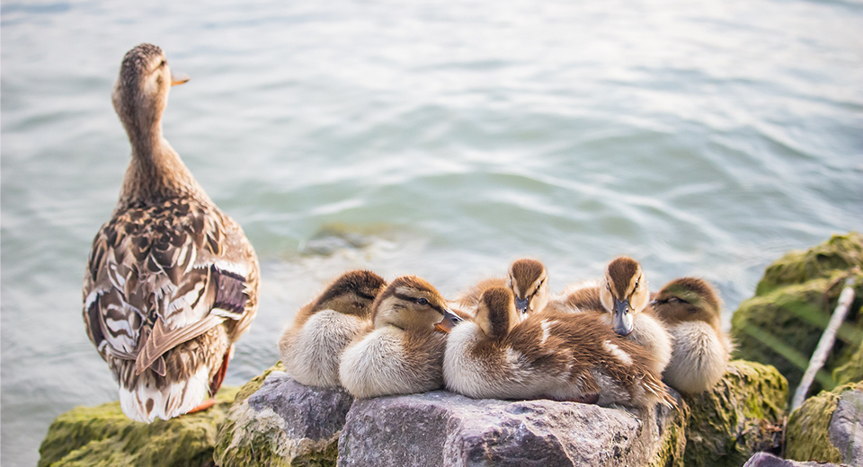 En familj med änder sittandes på en sten vid en sjö