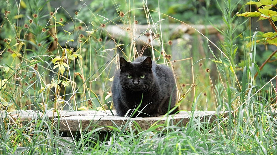 Svart katt sitter i högt gräs