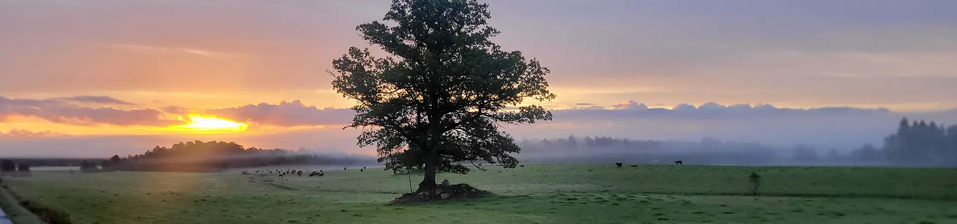 Väg i Asklanda